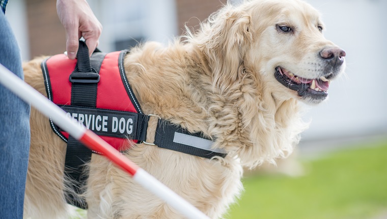 A blind man and his golden retriever dog are outdoors on a sunny day. The service dog is helping his owner move around.