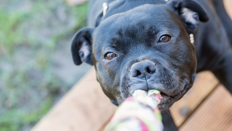 Staffordshire bull terrier black dog pulling a rope, playing tug of war, on wooden decking.