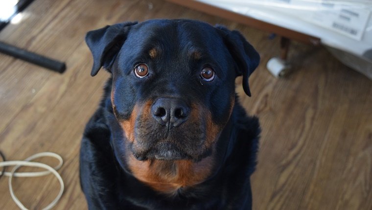 High Angle Portrait Of Black Rottweiler