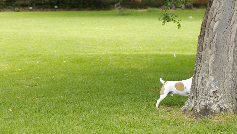 Dog hides behind a tree