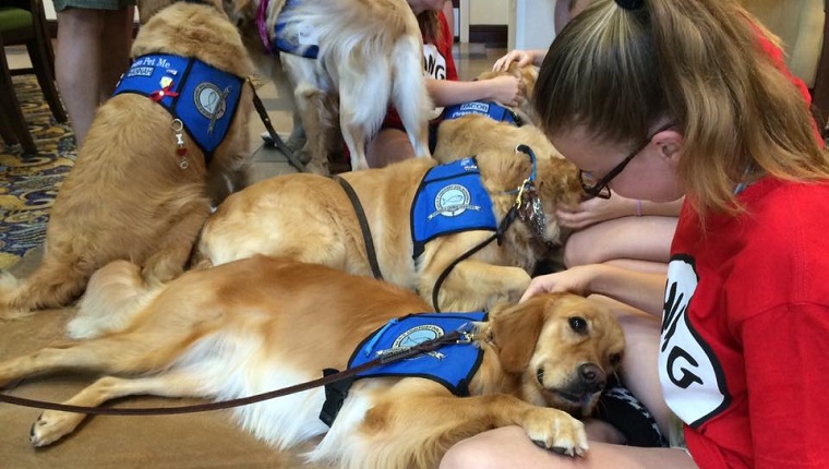 comfort-dogs-orlando-shooting-victims-survivors