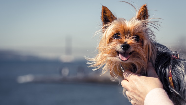 The main subject is a Yorkshire Terrier being held by his owner, in the blurred background we can distinguish the river and bridge “Vasco da Gama” in Lisbon - Portugal.