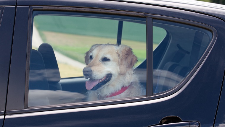 Summertime Danger - Dog in Parked Car