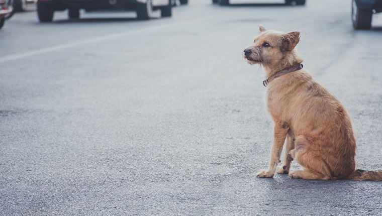 Homeless dog sitting on the road with copy space for text.