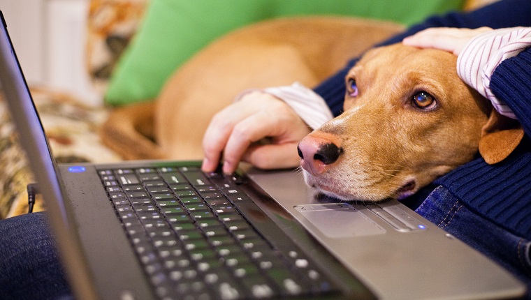 Peron using laptop and dog head on laptop watching screen intently.