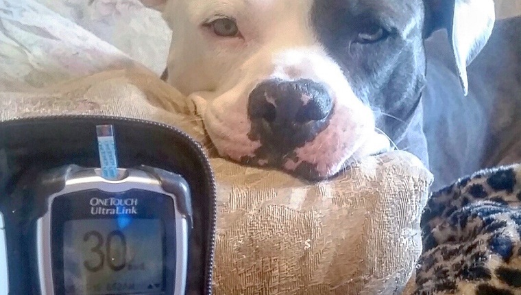 medical-alert-pit-bull-dog-saves-owner-diabetic-coma