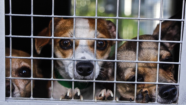 Close-Up Of Dogs In Cage