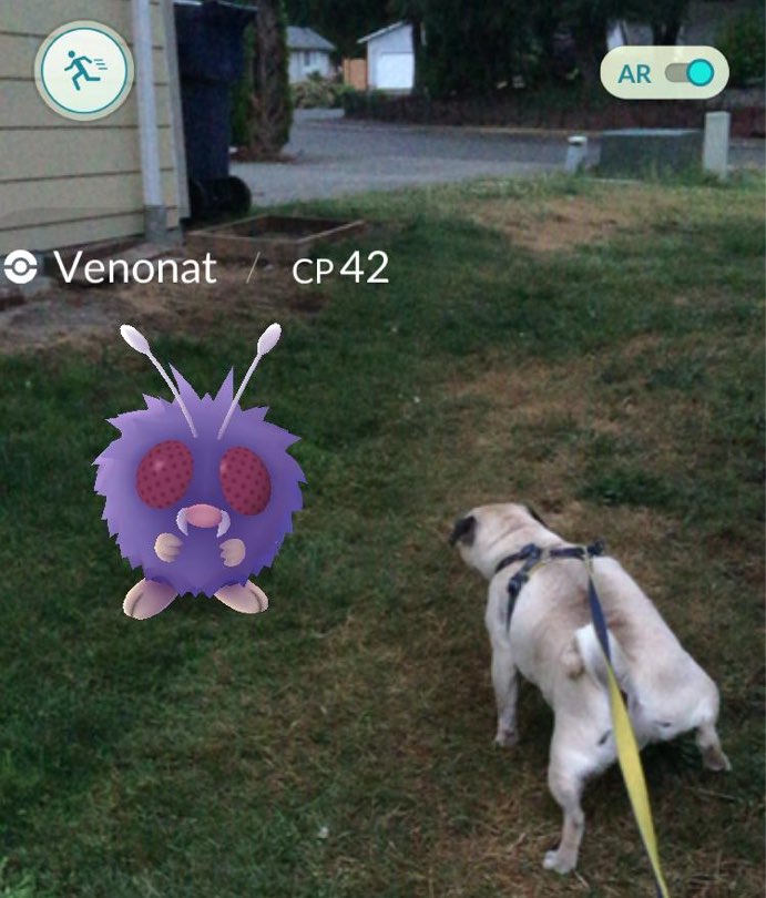 pokemon-go-dog-pug