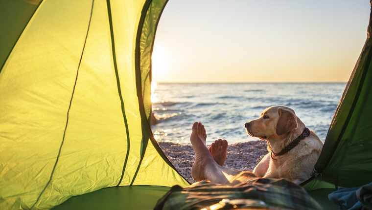 Camping with dog