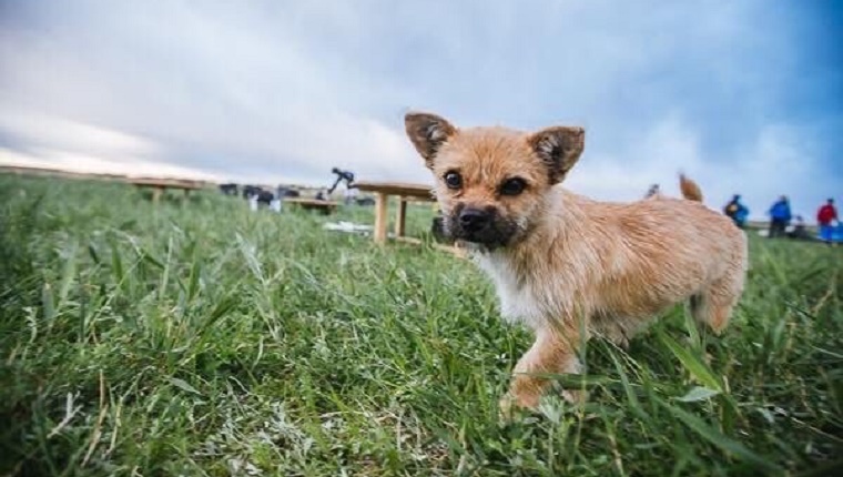 Gobi walks in the grass