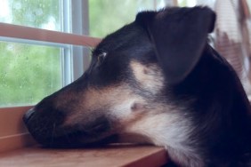 A Shepherd mix watching the rain through a window.