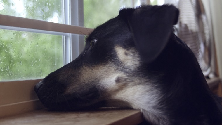 A Shepherd mix watching the rain through a window.