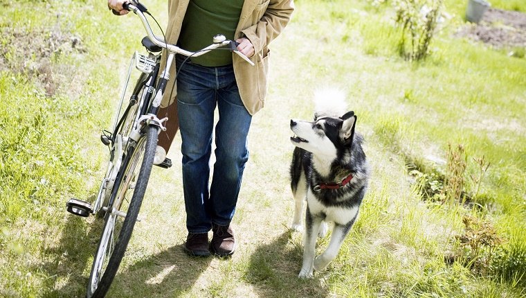 Man walking bike next to Husky