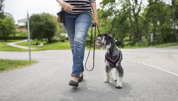 Low section of senior woman walking with dog on street