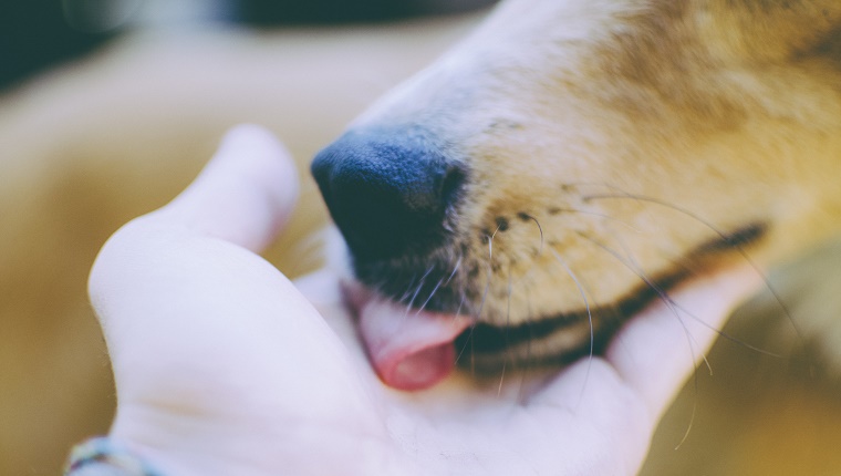 Puppy kisses