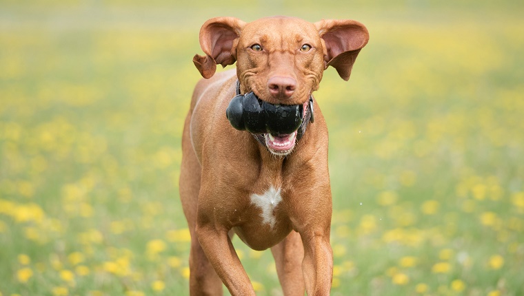 A purebred Vizsla has fun with her favourite toy, her Kong.