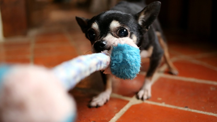 Chihuahua dog tugging rope toy