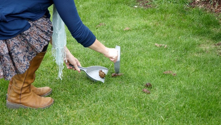 Responsible dog owner cleaning up