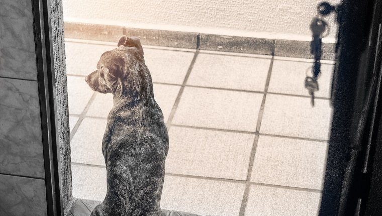 Mutt dog waiting for his owner at the door. Post processing with Lightroom, Photoshop and Nick Software.