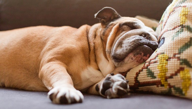 English bulldog sleeping on couch with little crocheted pillow under her head.