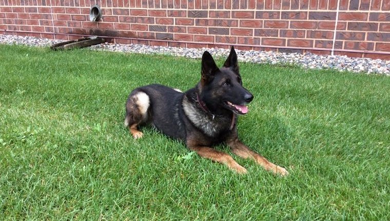 boone-k9-officer-beat-partner-4