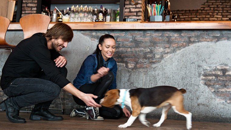 Couple playing with a dog at the club