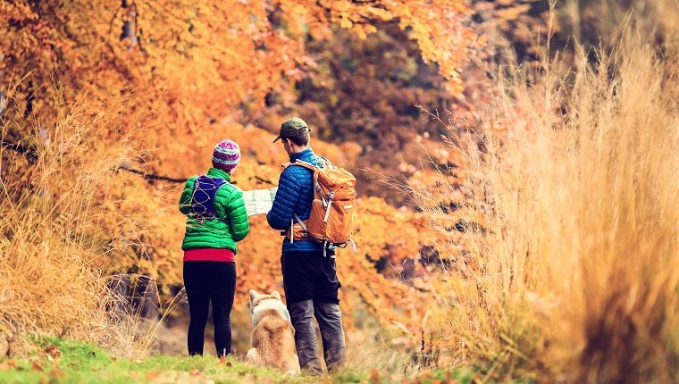 Man and woman hikers hiking in autumn colorful forest with akita dog. Young couple looking at map and planning trip or get lost, vintage retro instagram style photo