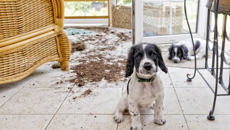 two naughty puppies looking sorry for themselves