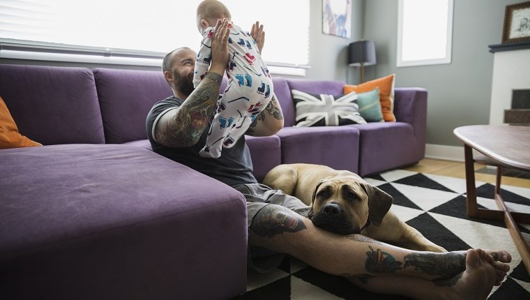 Dog laying by father baby son living room