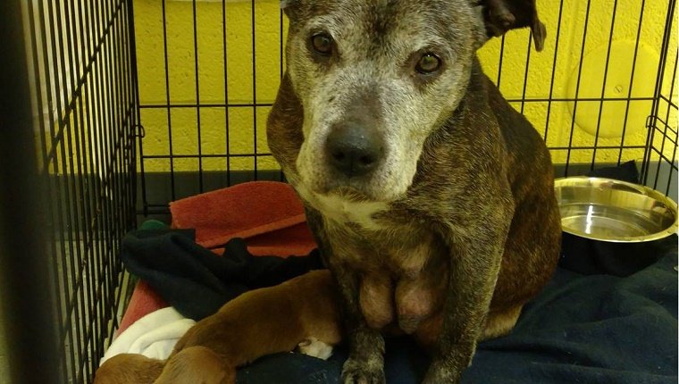 mama-four-puppies-rescued-snowstorm-4