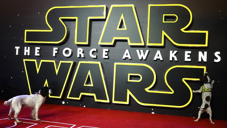 Search handler's dogs check the red carpet ahead of the European Premiere of "Star Wars The Force Awakens" in central London on December 16, 2015. Ever since 1977, when "Star Wars" introduced the world to The Force, Jedi knights, Darth Vader, Wookiees and clever droids R2-D2 and C3PO, the sci-fi saga has built a devoted global fan base that spans the generations. AFP PHOTO / JUSTIN TALLIS / AFP / JUSTIN TALLIS 