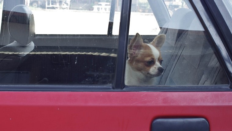 dangerous from forgetful for dog in parking