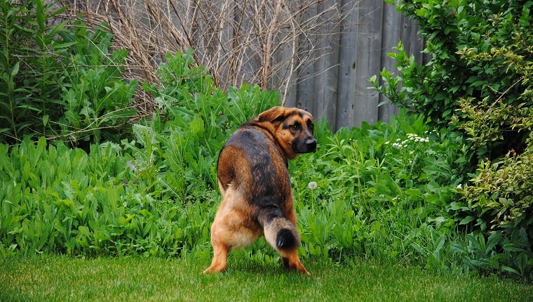 German Shepherd dog looks back at camera while squatting to poop in the grass