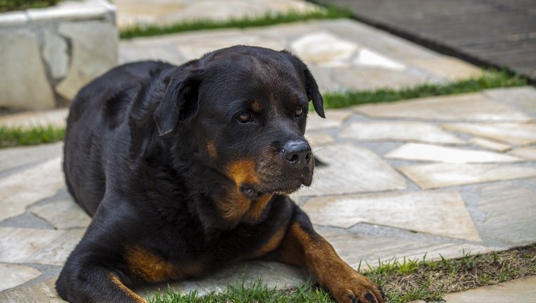 Rottweiler