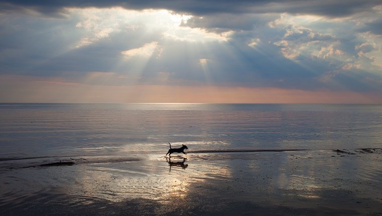 Small dog relaxing at sea.