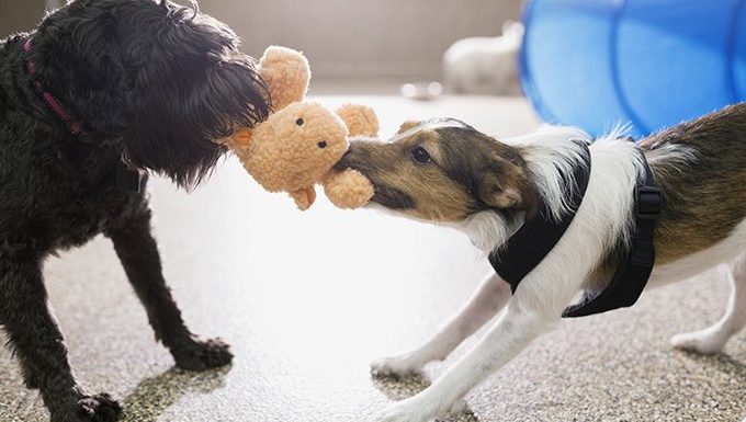 dogs play tug-of-war with toy