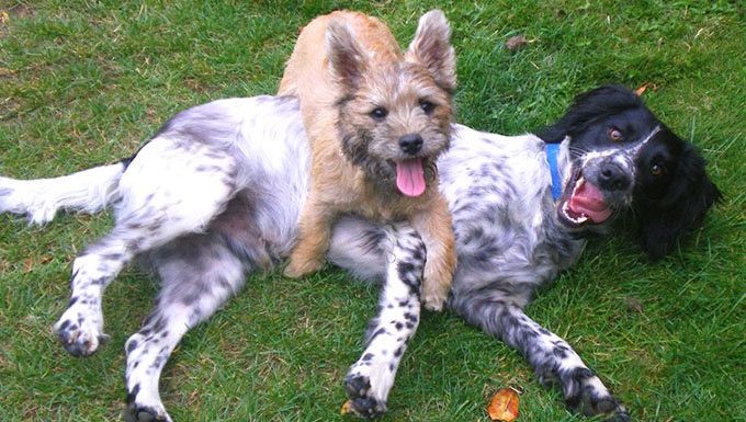 dogs playing on play date