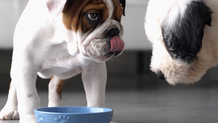 Bulldog and sheepdog standing over food bowl indoors