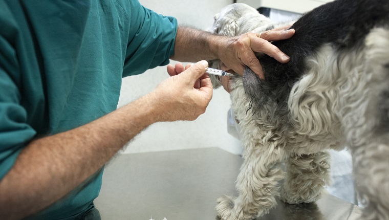 Vet is doing a needle biopsy on a Cocker dog.