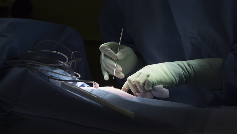 GUELPH, ON - MAY 9: Surgery Resident Dr. Dominique Gagnon perfomrs a surgical biopsy to remove a mass just under the skin of Sarah the dog. The Mona Campbell Centre for Animal Cancer located in Guelph is Canada's first cancer centre for animals, funded by donations to their Pet Trust Fund. (Chris So/Toronto Star via Getty Images)