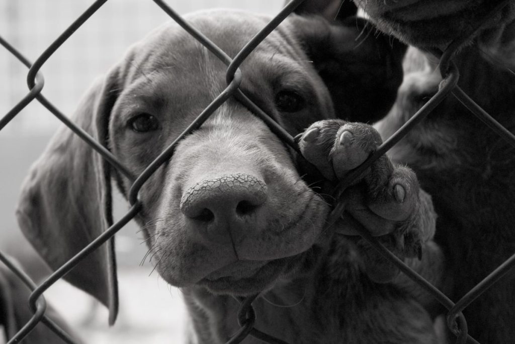 Puppy in cage