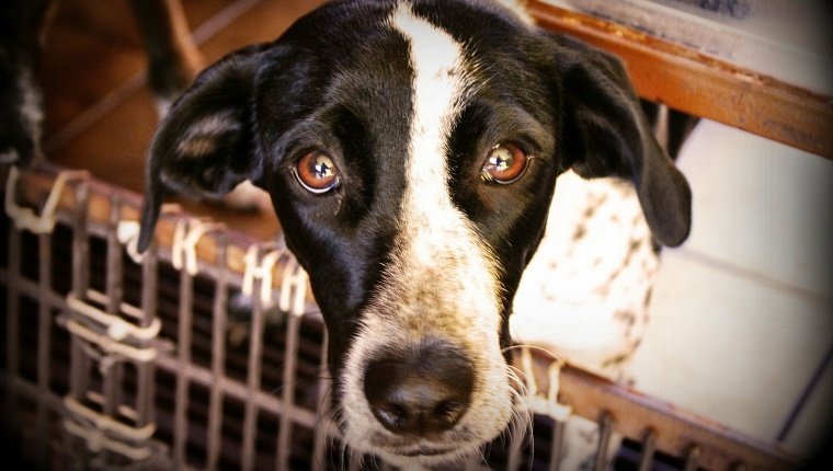 Close Up Of Dog In Cage