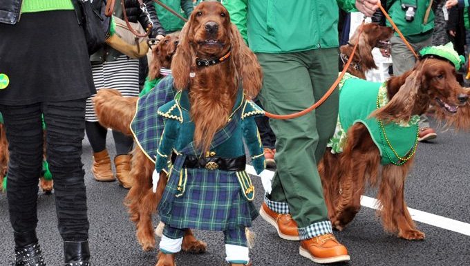 Irish setters wear green as they and the