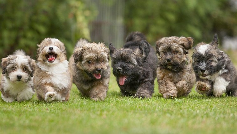 6 Running Havanese puppies of 9 weeks!6 little dog running in a row on green grass.