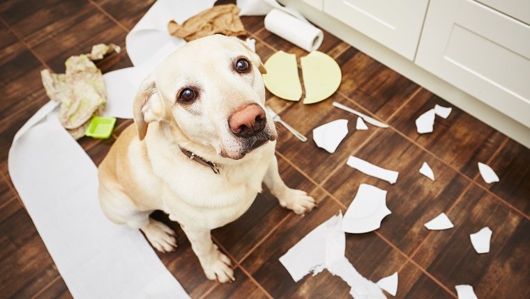 Naughty dog - Lying dog in the middle of mess in the kitchen