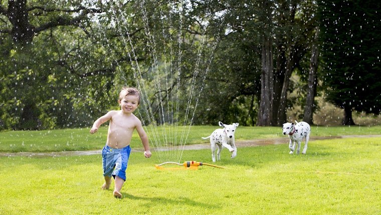 Boy playing in a water sprinkler and two dogs chasing him