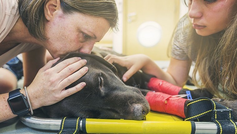 Family with dying dog