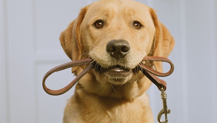 Golden Labrador holding leash in mouth