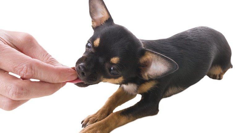 dog eating from the hand of the boss