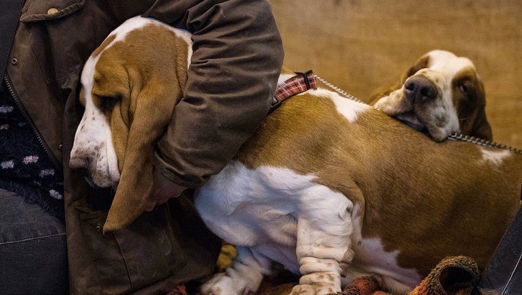 BIRMINGHAM, ENGLAND - MARCH 09: A owner cuddles her Bassett Hound as they wait to be judged in a show ring on the first day of Crufts Dog Show at the NEC Arena on March 09, 2017 in Birmingham, England. First held in 1891, Crufts is said to be the largest show of its kind in the world, the annual four-day event, features thousands of dogs, with competitors travelling from countries across the globe to take part and vie for the coveted title of 'Best in Show'. (Photo by Matt Cardy/Getty Images)